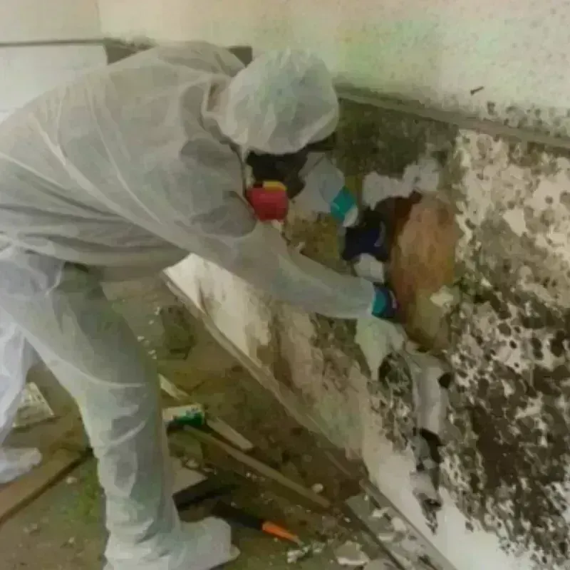 Mold Remediation and Removal in Ainaloa, HI